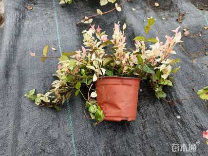 30厘米花叶络石