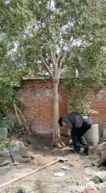 高度500厘米瓜子黄杨