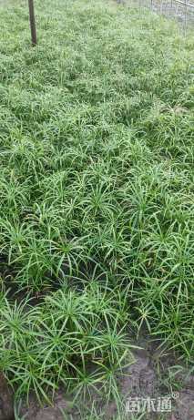 高度50厘米旱伞草