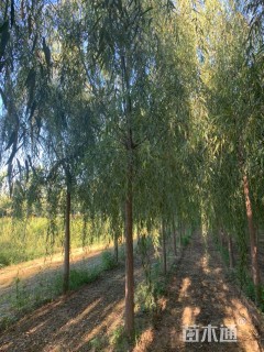 10公分青皮垂柳