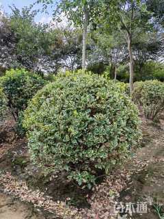 冠幅100厘米金边黄杨球