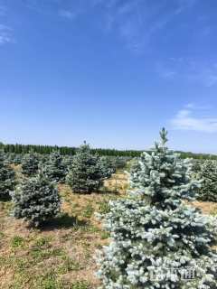 高度200厘米美国蓝杉
