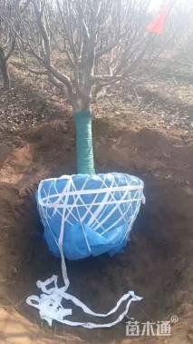 17公分八棱海棠