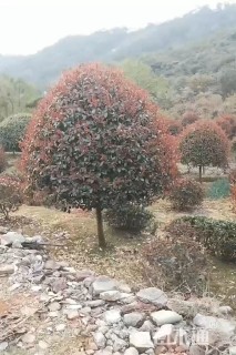 10公分红叶石楠