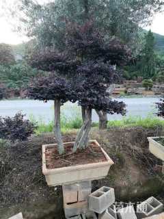 10公分造型红花继木桩