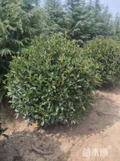 冠幅155厘米红叶石楠球