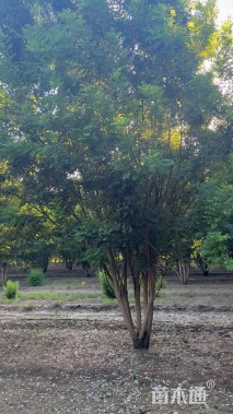 高度800厘米(8杆)丛生国槐