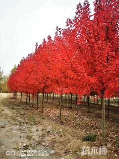 18公分美国红枫