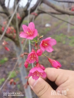 8公分中国红樱花