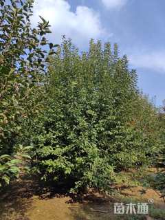 15公分绚丽海棠