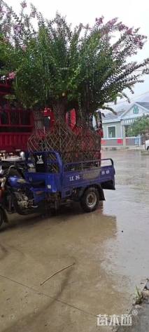 65公分紫薇花瓶