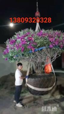 高度260厘米牡丹