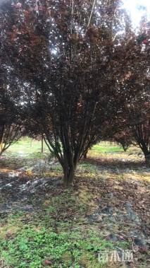 高度500厘米丛生紫叶李