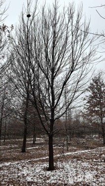 15公分美国红枫