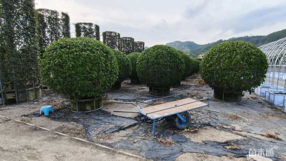 10公分造型三角梅