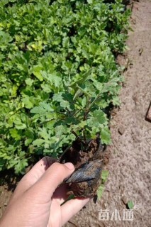 高度20厘米千头菊