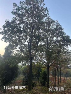 18公分重阳木