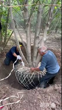 高度700厘米丛生白蜡