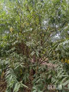 10公分红叶碧桃