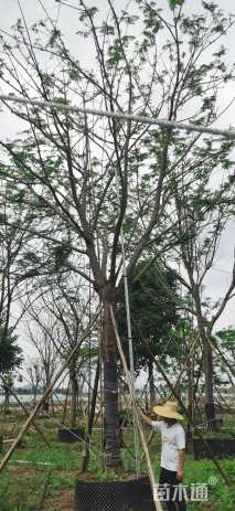 25公分凤凰木