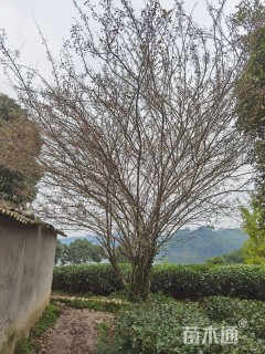 25公分垂丝海棠