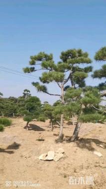 10公分造型黑松