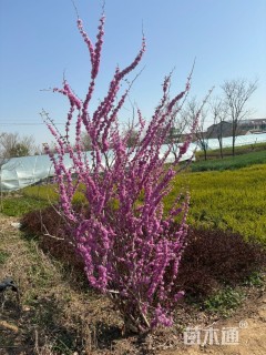 高度200厘米丛生紫荆