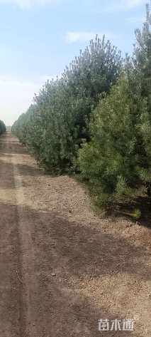 高度4500厘米华山松