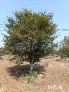 12公分日本红枫