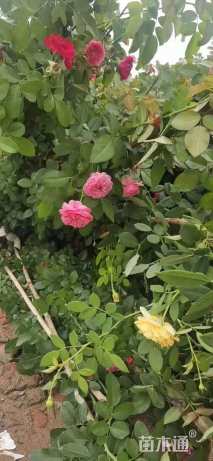 300厘米藤本月季