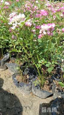 60厘米藤本月季