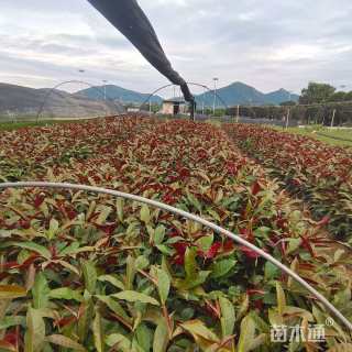 高度25厘米红背桂