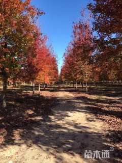 17公分美国红枫