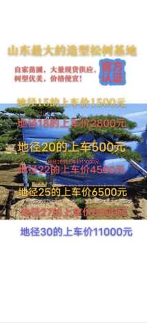 20公分造型黑松