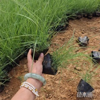 高度15厘米粉黛乱子草