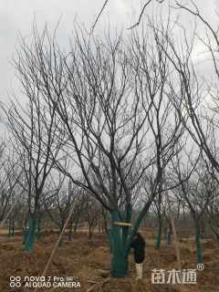 30公分多杆朴树