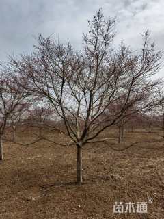 15公分日本红枫
