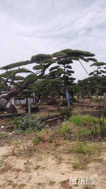 20公分造型黑松