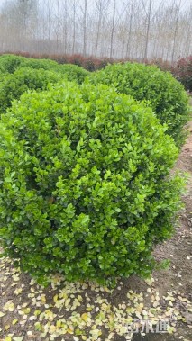 冠幅120厘米卫矛球