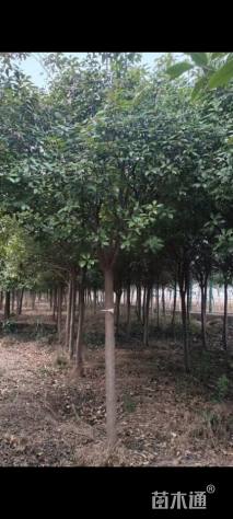 7公分高杆红叶石楠