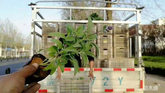 高度10厘米鼠尾草