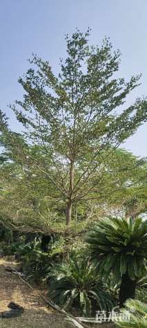 13公分小叶榄仁