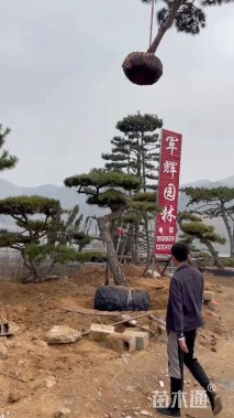 14公分造型黑松