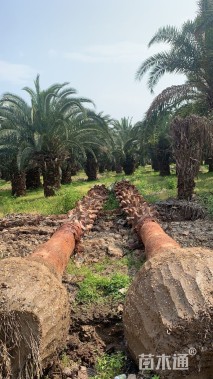 裸干高700厘米华棕