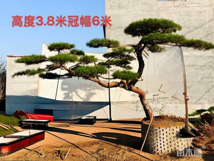 高度200厘米庭院松