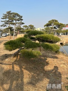 移栽苗造型罗汉松