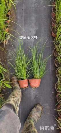 高度20厘米矮蒲苇