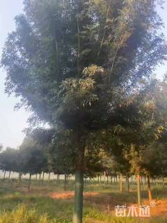 13公分秋紫白蜡