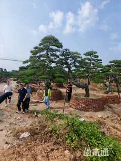 高度300厘米房产松