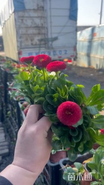 高度10厘米雏菊